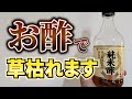 【安全安心】どこの自宅にもある食品を使って雑草が枯れるかどうか実験してみた