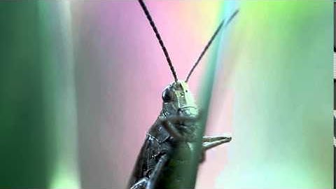 Green grasshopper 2   Free HD stock footage