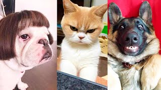 Animais Engraçados 2021 - Compilado de Cães e gatos sendo divertidos e engraçados.