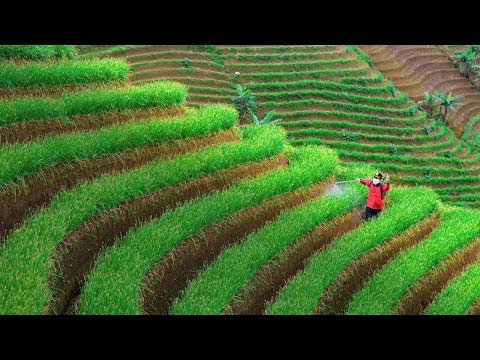 Javanese gamelan music of indonesia 2 hours