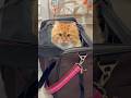 #cat #catvideos #cats #catlovers #catshorts #catmemes #cartoon #pets #cattrending #animation #cute