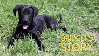 Bridget's Story - A Shelter Dog's Journey by Friendly Future 102 views 6 years ago 3 minutes, 18 seconds