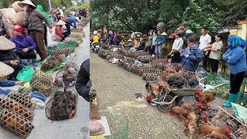 CHỢ PHIÊN BẮC HÀ - CHỢ ĐỒ RỪNG TẤP LẬP LỚN NHẤT NHÌ TỈNH LÀO CAI - BÁN TOÀN DƯỢC LIỆU QUÝ