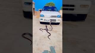 Snakes Blocked The Way Of The Car