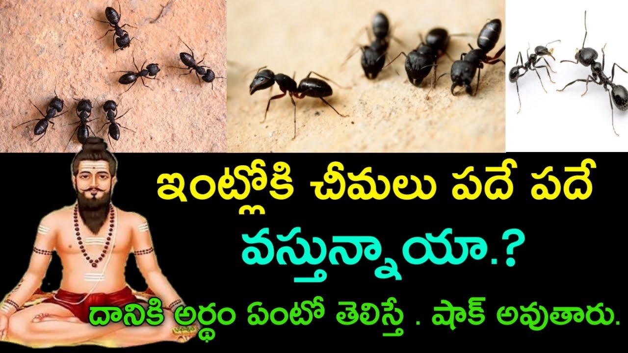 ఇంట్లోకి చీమలు పదే పదే వస్తున్నాయా.? దానికి అర్థం ఏంటో తెలిస్తే . షాక్ ...