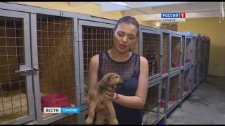 Временный пункт пребывания для бродячих собак создан в Саратовской области Временный пункт пребывания для бродячих собак создан в Саратовской области
