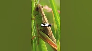 "The Grasshopper and the Open Sky" #youtubeshorts #fyp #grasshoppers #shorts #viralvideos