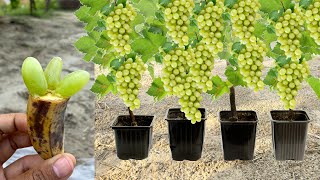 New Technique Of Growing Grapes in Banana: How To Grow Grapes Fast in Banana Fruit Get Many Fruits