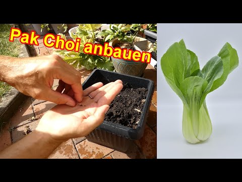 Video: Bok Choy Care: Tipps für den Anbau von Bok Choy-Pflanzen