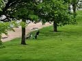 Decorah geese wonderful reunion of the wandering gosling with its parents may 9 2024