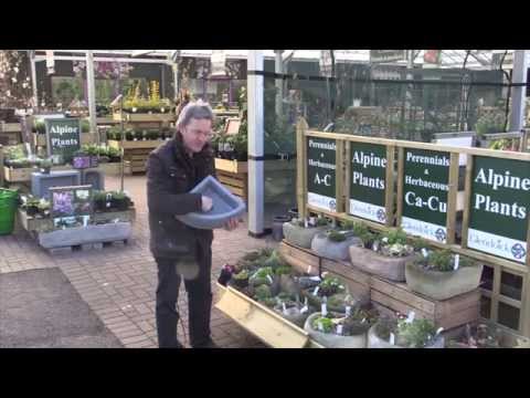 Video: Alpine Plant Info - Using Alpine Plants In The Landscape