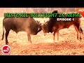 Historic Bull Fight in Nepal | Nuwakot Taruka | Must Watch Nepali Video Episode 1