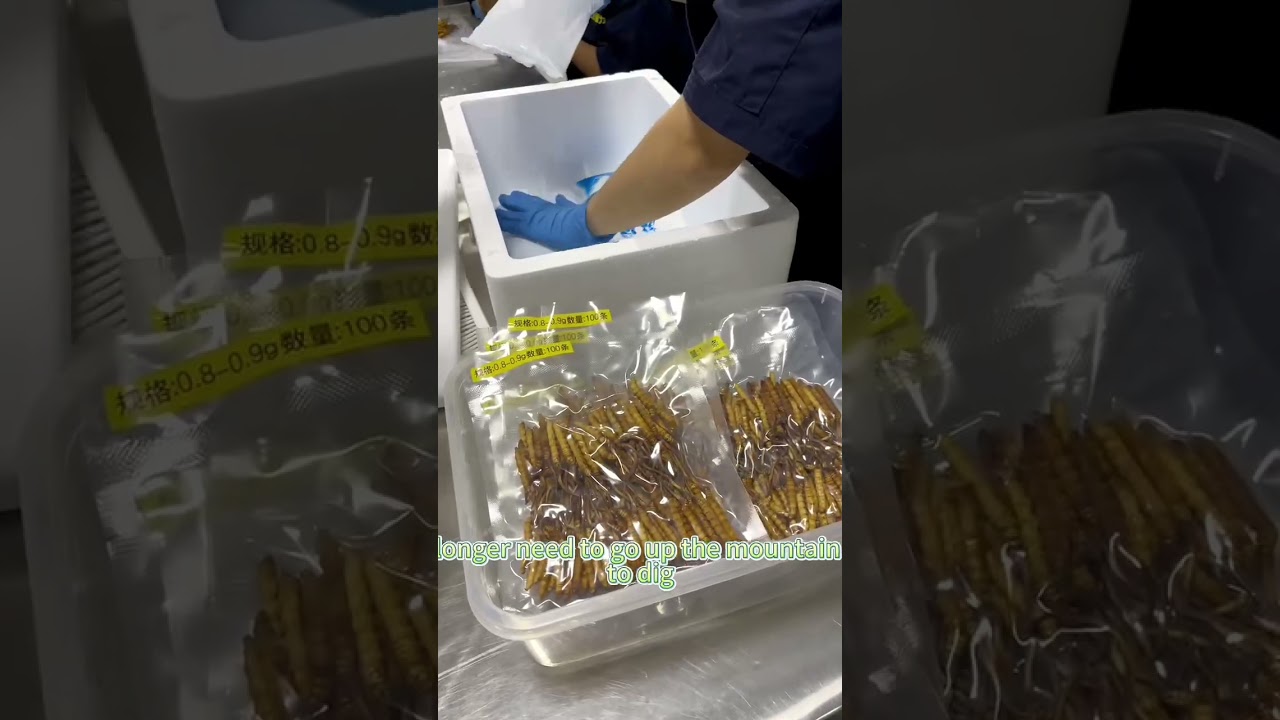 Finally succeeded! We have successfully cultivated Cordyceps sinensis in Fujian, China.