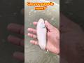Can you guess its name ? #shorts #fishing #viral #rescue