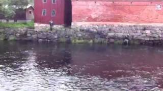 Laxdrill I Pool 17, Mörrumsån