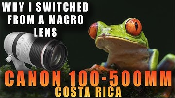 Canon 100-500mm Photographing Frogs & Snakes in Costa Rica - Why I Switched from a Macro Lens