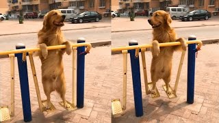 Independent Dog Plays On Swing By Himself