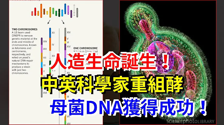人造生命诞生！中英科学家重组酵母菌DNA获得成功！ - 天天要闻