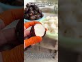Mastering The Art Of Peeling Fresh Water Chestnuts With Precision