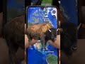 amazing  buffelo found on google earth 🤯😰things caught on google earth and google maps street view