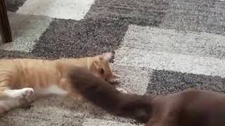 Pussy Fight #2
