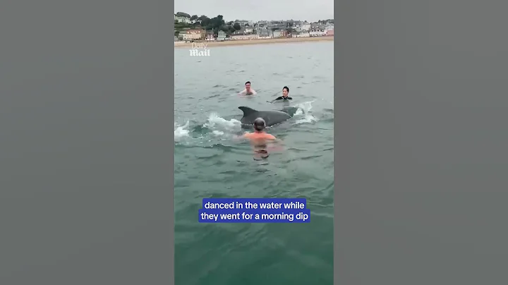 Playful dolphin joins family for a swim thumbnail