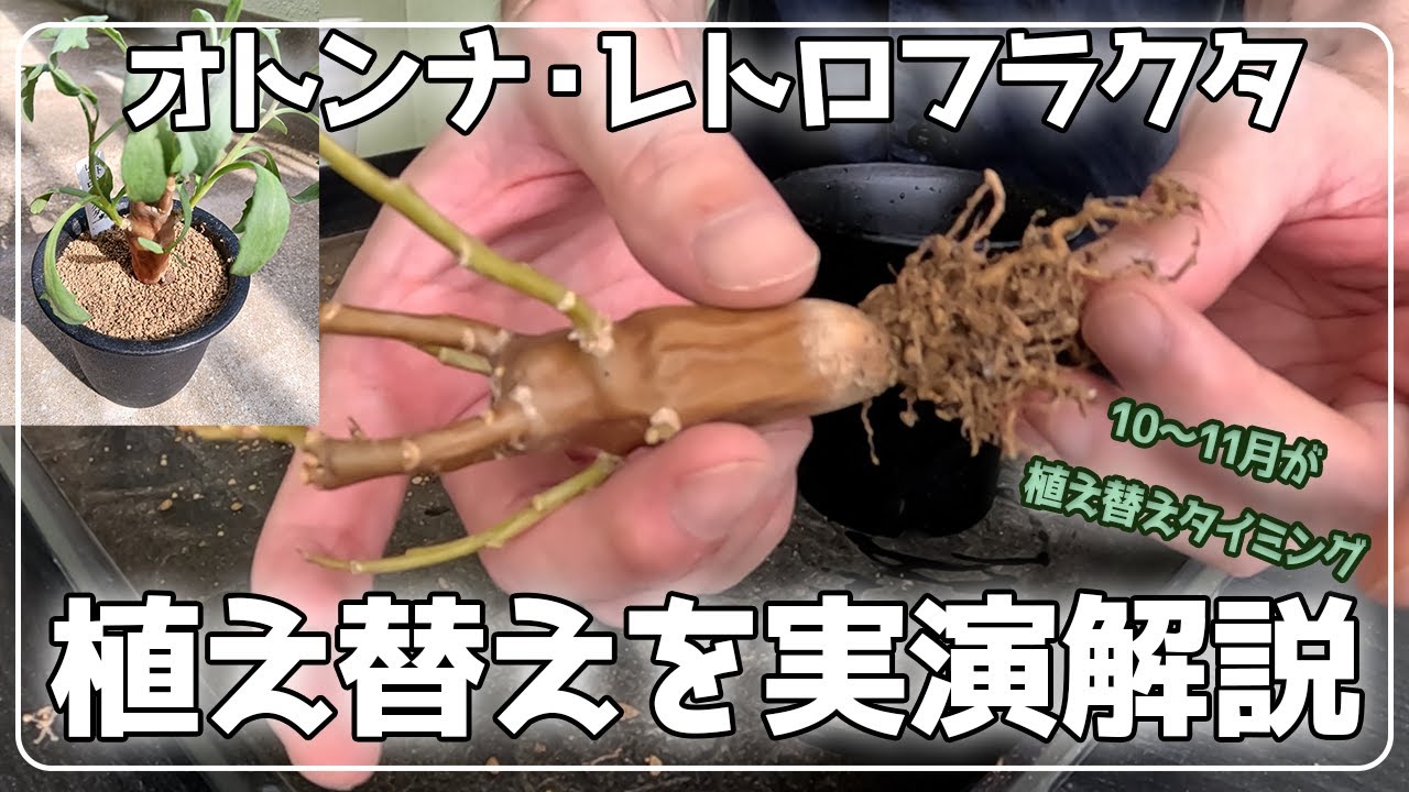 冬型塊根を枯らさない！オトンナ・レトロフラクタの根腐れを防ぐ植え