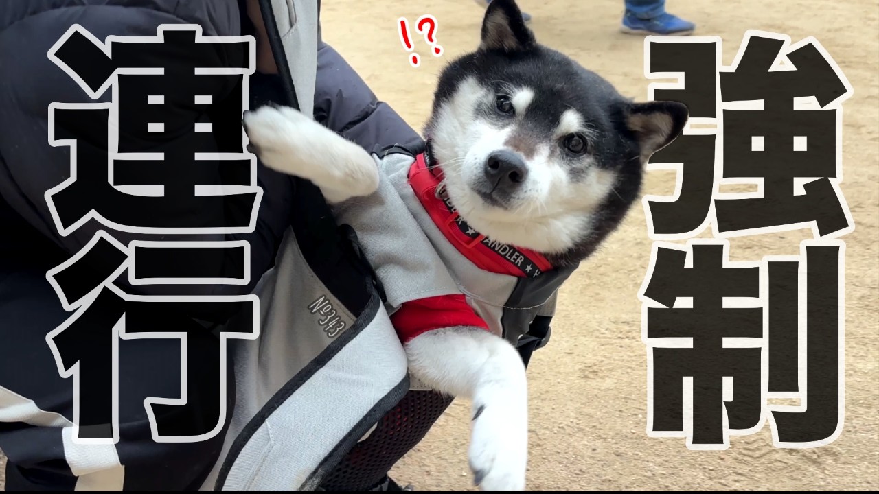 【絶望】突然リュックに入れられてテンション100→0になる柴犬（№343）