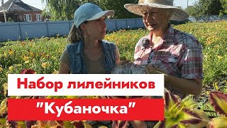 Поговорим о лилейниках. Часть 2. Набор 