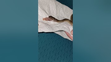 Madagascar Cat Eyed Snake Assist Feeding