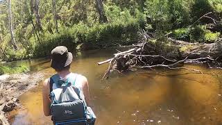 Trout PB smashed (Mitchy Madness) by Noojee Bushgoods 1,420 views 2 months ago 18 minutes