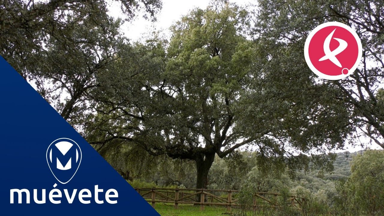 ¿Nos vamos de ruta por Berzocana? | Muévete