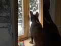 Хорошо в деревне 🐶 #frenchbulldog #dog #reels #love #2023 #shorts