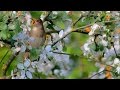 Singing nightingale in a flowering tree. Bird song.