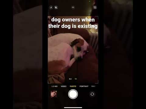 dog owners when