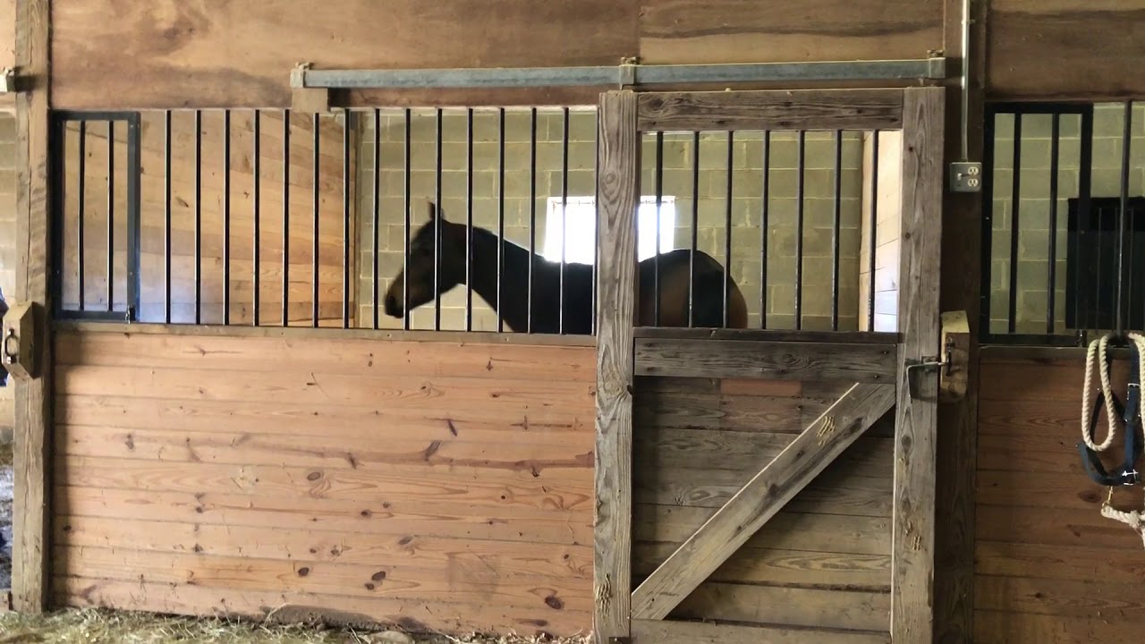 Horse with separation, weaving, & cribbing problems.