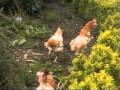 ex battery hens (a must watch)