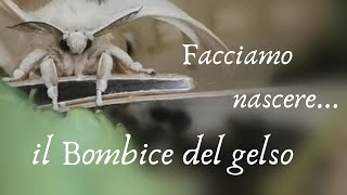 Facciamo nascere il Bombice del gelso (Bombyx mori) Smart Bugs
