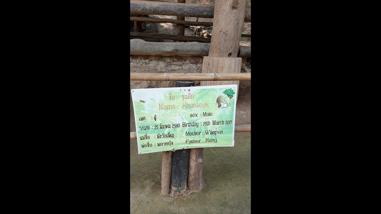 Elephant Camp Chiang Mai Thailand YouTube