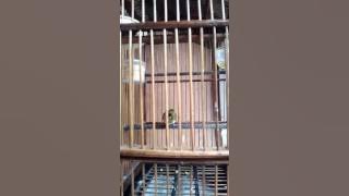 Pleci soroako ngacor