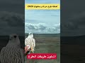 لحظة طرح حر نادر منغوليا 2025 الطاروح يوسف بن ابراهيم التغطيه Birds صقر 