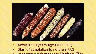 Corn Breeding - Part 1