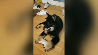 Foster of Freedom Dog Rescue Ottawa - Lily settling into Ottawa