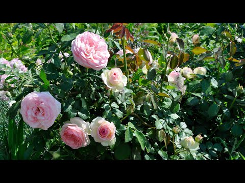 Видео: Пересадка роз - Советы, когда и как пересаживать розовый куст