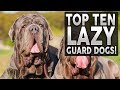 TOP 10 GUARD DOGS FOR LAZY PEOPLE