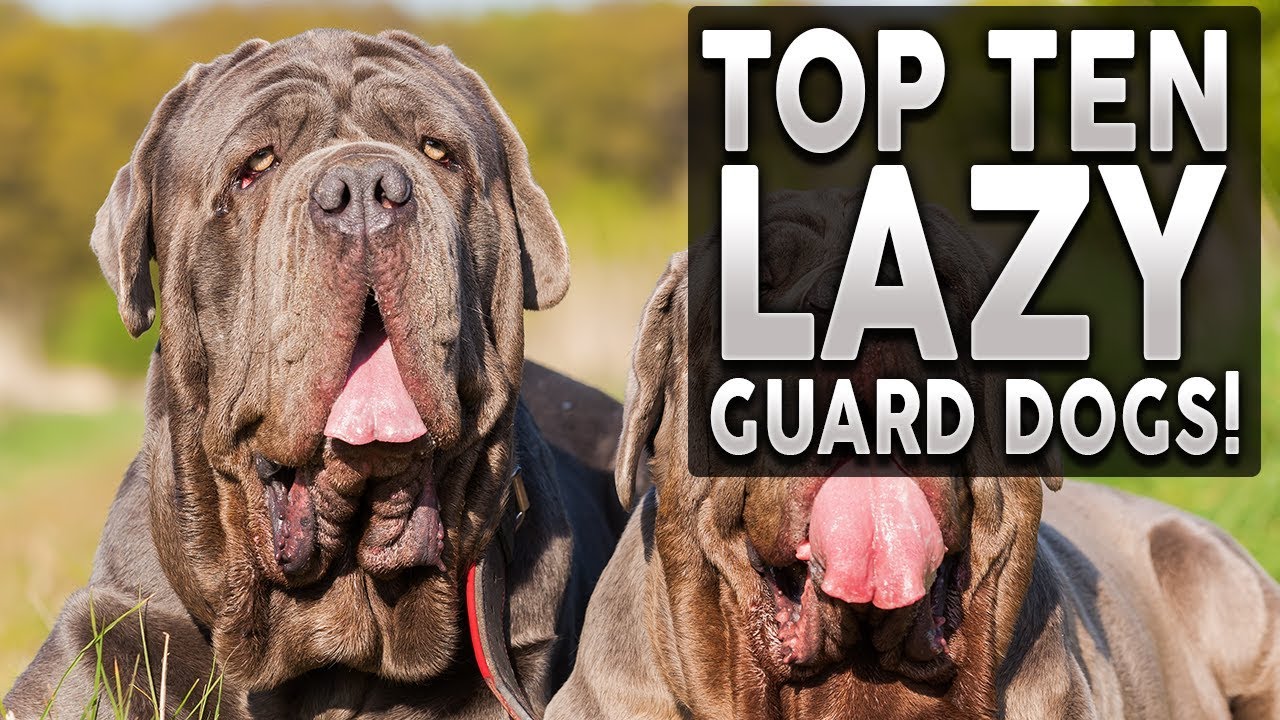 TOP 10 GUARD DOGS FOR LAZY PEOPLE - YouTube