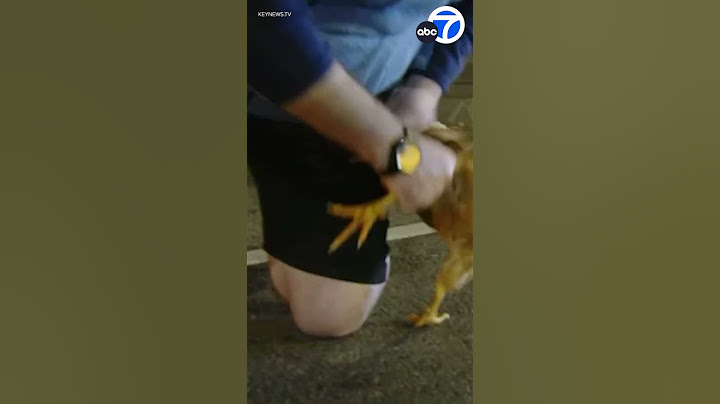 Chickens escape in L.A.'s Chinatown