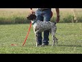 Ben Garcia, Hideaway Kennels Advertisement Ben Garcia, Hideaway Kennels Advertisement