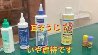 耳そうじ？いや虐待でしょ！？【キャンベル動物病院】