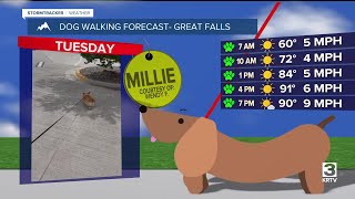Dog-walking forecast (August 12, 2025)